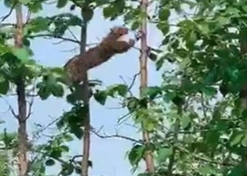Bayi Monyet Ditelan Macan Tutul Diatas Pohon, Ups! Lihat Apa yang Terjadi