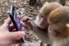 Heboh Monyet Main Smartphone seperti Manusia