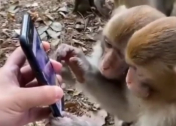 Heboh Monyet Main Smartphone seperti Manusia