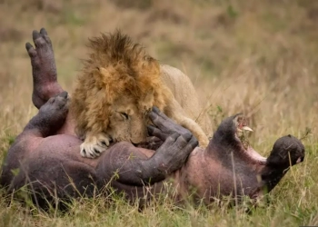 Kompetisi Fotografer Masaai Mara, Mr. Collin Juaranya