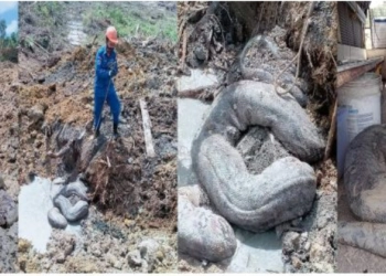 Dua Ular Piton Raksasa Ditemukan di Lokasi Konstruksi Malaysia