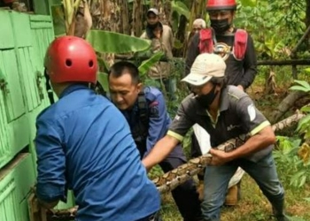 Musim Hujan, Waspadai Munculnya Ular di Dalam Rumah