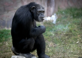 Azalea, simpanse Perokok Berat Menghisap 40 Batang Rokok Sehari