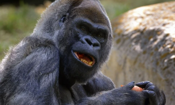 Akibat Covid-19, Gorila Ozzie Tertua di Dunia Mati di Usia 61 