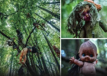 Hutan Boneka Jerman, Sering Ganggu Penjelajah di Malam Hari