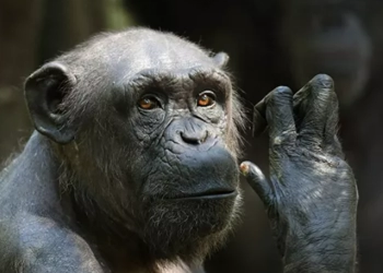 Waspada Ebola, Ini Dia Gejalanya dari Demam Hingga Pendarahan Mata 