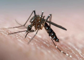 2 Miliar Nyamuk Diubah Secara Genetik, Dilepas di Florida dan California untuk Perangi Penyakit