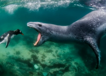 World Nature Photography Awards, Momen Anjing Laut Menerjang Penguin jadi Foto Terbaik 