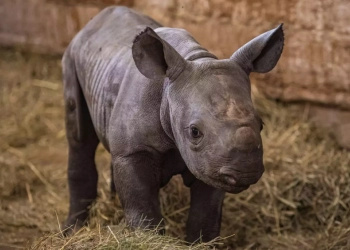 Kebun Binatang Ceko Beri Nama Bayi Badak Kyiv, untuk Hormati Pahlawan Ukraina
