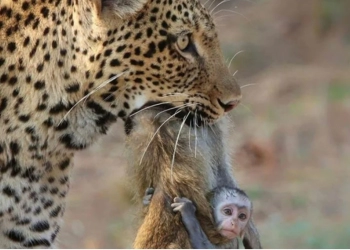 Tragis, Bayi Monyet Menempel di Induknya yang Mati Siap Disantap Macan Tutul