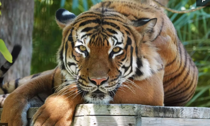 Pria Florida Diserang Harimau di Tur Airboat Wooten, Kini Dirawat di Rumah Sakit 