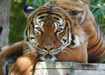 Pria Florida Diserang Harimau di Tur Airboat Wooten, Kini Dirawat di Rumah Sakit 