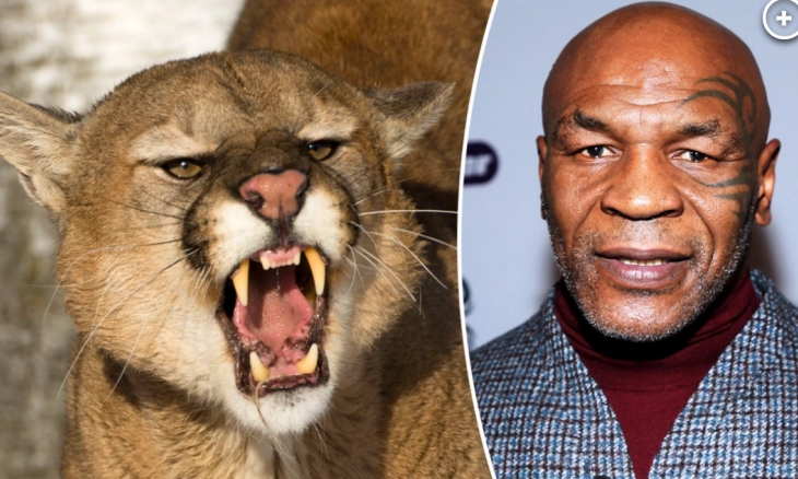 Mengintip Hewan Favorit Mike Tyson, dari Singa Gunung, Puma Hingga Kucing Besar 