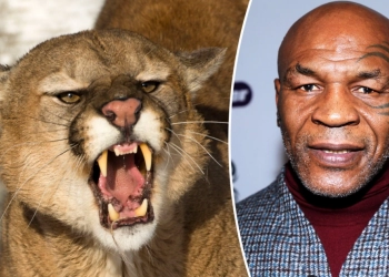 Mengintip Hewan Favorit Mike Tyson, dari Singa Gunung, Puma Hingga Kucing Besar 