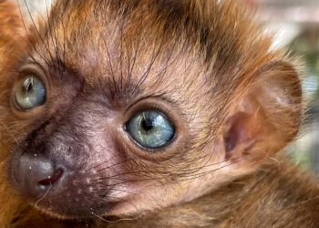 Lemur Hitam yang Terancam Punah Lahir di Kebun Binatang Florida