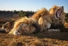 Tiga Singa Bersaudara Akur, dalam Pose Bidikan Camera yang Menakjubkan