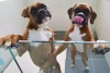 Para Influencer Kloning Hewan, ASPCA: Perlu Analisis Ilmiah dan Etis Prosedur Praktik Kloning 