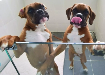 Para Influencer Kloning Hewan, ASPCA: Perlu Analisis Ilmiah dan Etis Prosedur Praktik Kloning 