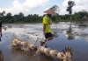 Petani Lombok Barat Tanam Padi Dicampur dengan Bubuk Besi