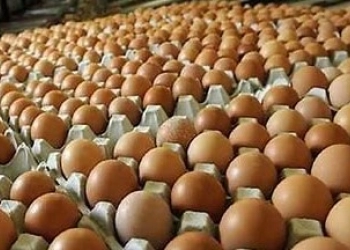 Penyebab Harga Telur Naik? Ini Kata Pakar IPB