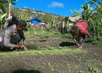 Polres Intan Jaya Bantu Warga Membuat Kebun Sayuran