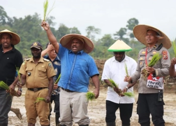 Wujudkan Ketahanan Pangan, Pemda Yahukimo Gelar Acara Tanam Padi Serentak