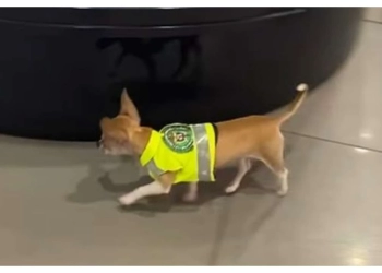 Anjing Pelacak Terkecil di Dunia Ini Memeriksa Bagasi di Bandara