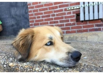 Viral Seekor Anjing Dipenggal, Ilusi atau Apa? 