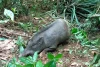 Wabah Antraks Dilaporkan di Kawasan Hutan