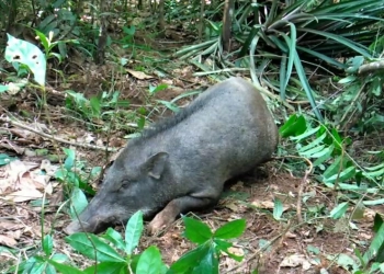 Wabah Antraks Dilaporkan di Kawasan Hutan