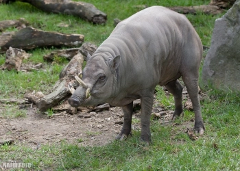 Mengenal Babirusa Satwa Endemik yang Hidup di Sulawesi