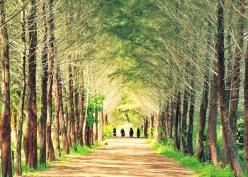 Nami Island Ala Ala di Bangka Belitung