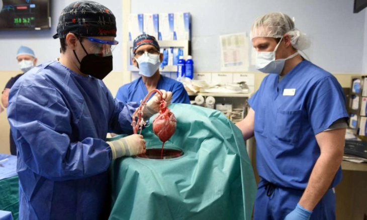 Virus Terdeteksi di Jantung Babi yang Digunakan dalam Transplantasi Manusia