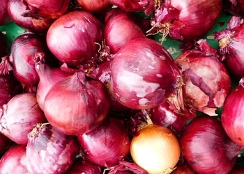 Kulit Bawang Sebagai Pupuk Organik