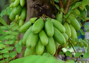 Hilangkan Noda Pakaian dengan Belimbing Wuluh