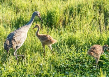 Penurunan Populasi Burung di Seluruh Dunia dan Perubahan Iklim