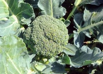 Inilah 7 Makanan yang Kaya Akan Kandungan Vitamin K