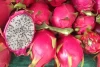 Sehatkan Usus Dengan Buah naga