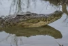 Kemunculan Buaya Berukuran 3 Meter Menakutkan Para Pemancing