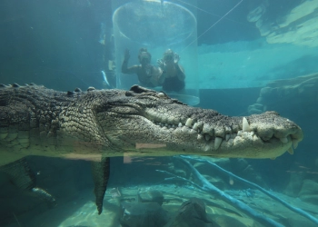 Serunya Berenang Bersama Buaya di Crocosaurus Cove