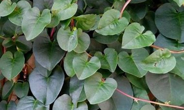 Obat Herbal Alami, Ini Manfaat Daun Binahong untuk Kesehatan