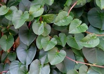 Obat Herbal Alami, Ini Manfaat Daun Binahong untuk Kesehatan