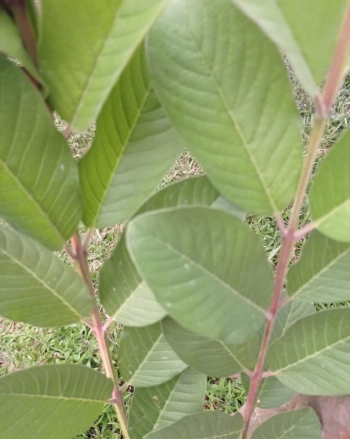 Cuma Pakai Daun Jambu Biji Kulit Kencang dan Awet muda