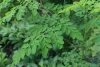Atasi Mata Panda Dengan Daun Kelor