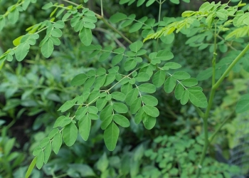 Atasi Mata Panda Dengan Daun Kelor