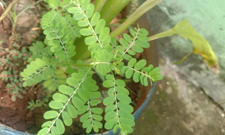 Daun Meniran Herbal Darah Tinggi hingga Atasi Batu Ginjal