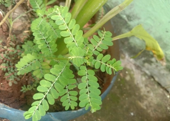Daun Meniran Herbal Darah Tinggi hingga Atasi Batu Ginjal