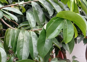 Usir Tikus di Rumah dengan Daun Sirsak