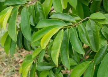 Tumbuhan Herbal yang Dapat Mencegah Penyakit Jantung