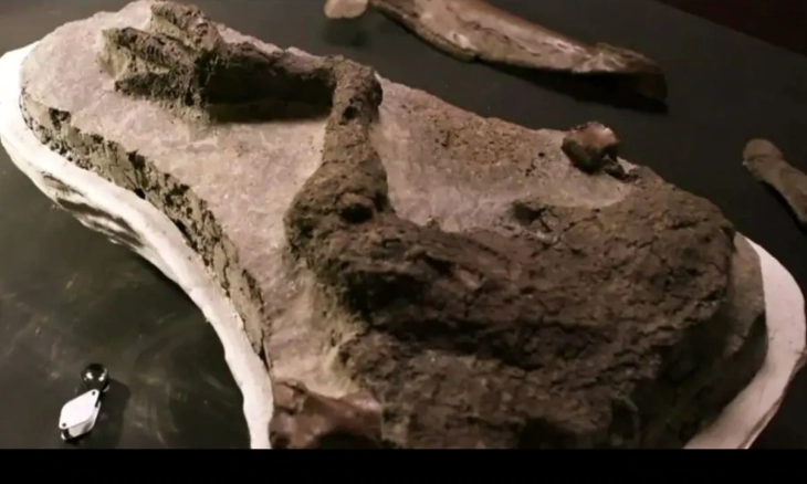 VIRAL: Fosil Kaki Dinosaurus dari 'Hari Terakhirnya di Bumi' Ditemukan